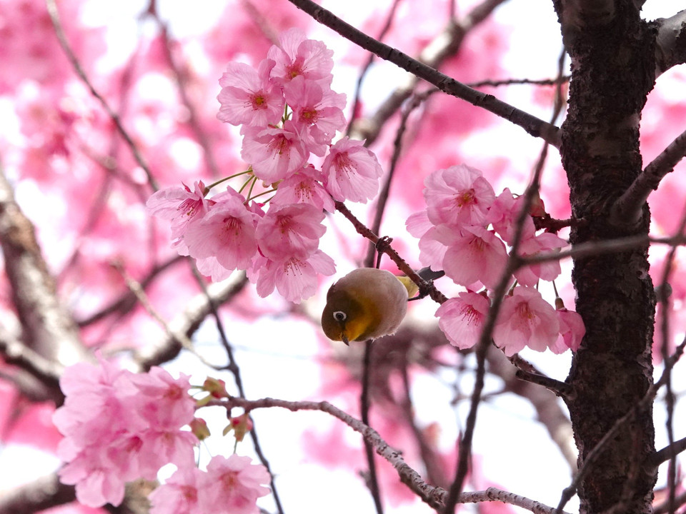 陽光桜にメジロ