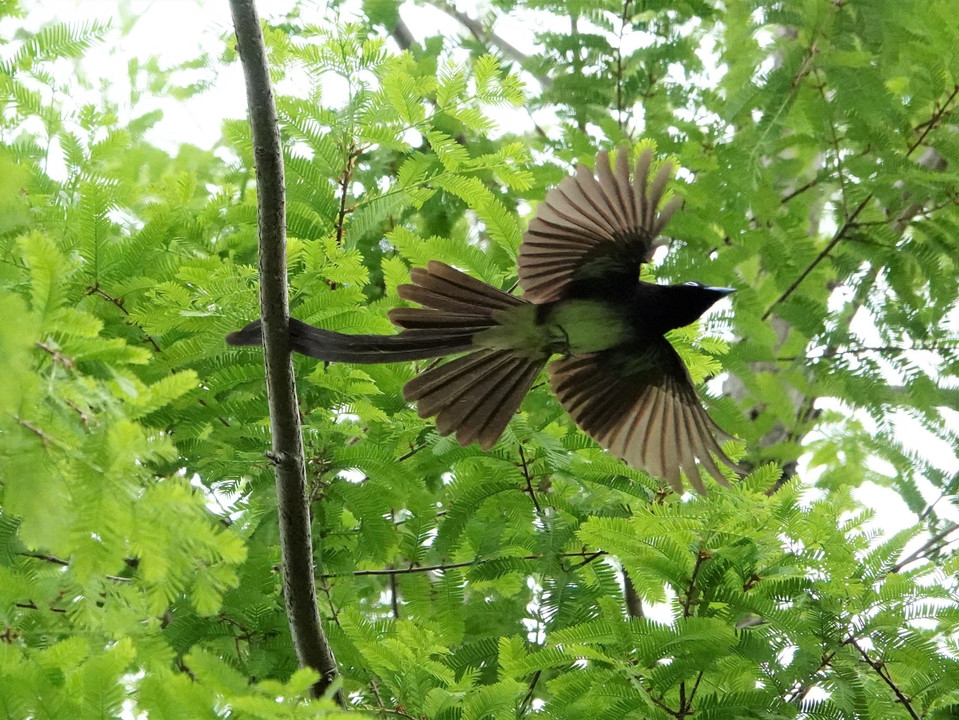 サンコウチョウ