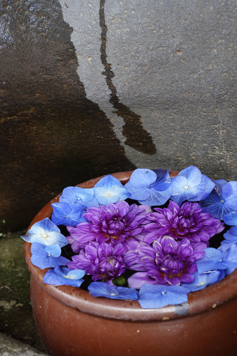 手水鉢の花