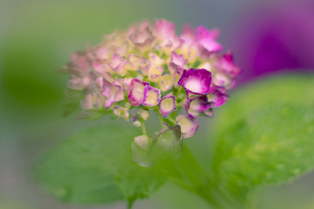 色付き出した紫陽花