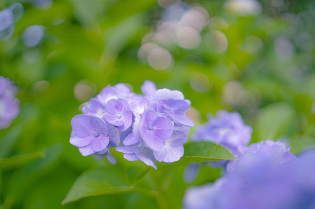 夏の紫陽花