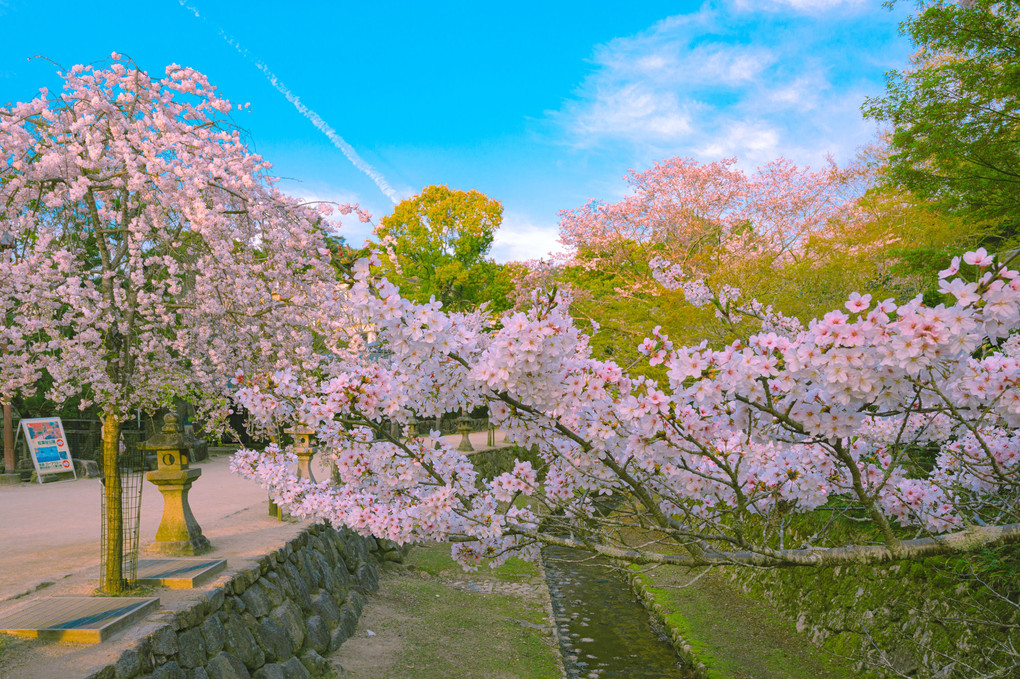 宮島桜さんぽ4