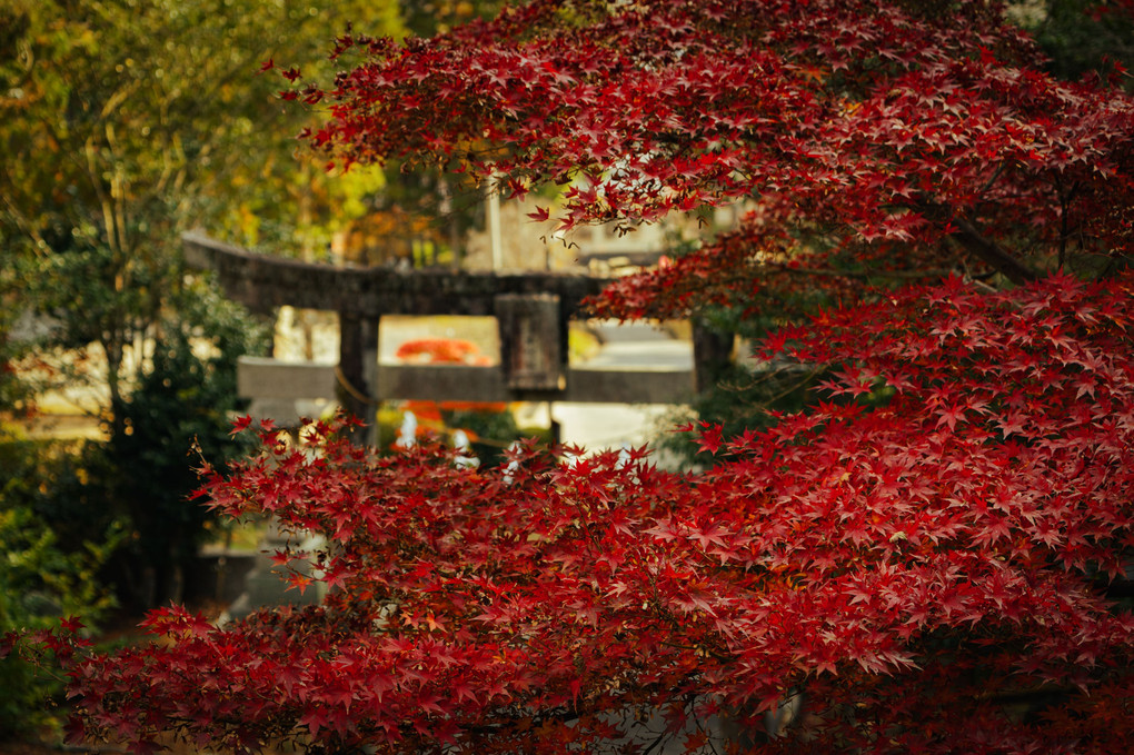 紅葉と鳥居