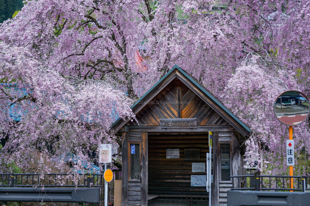 バス停と枝垂桜