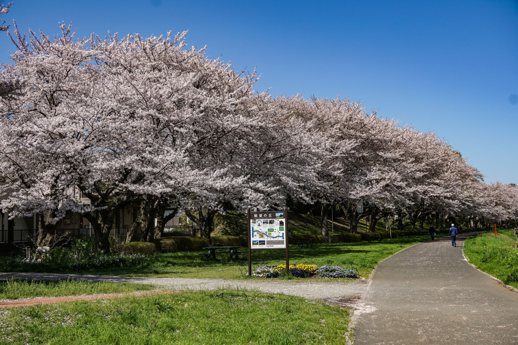 利根運河の桜