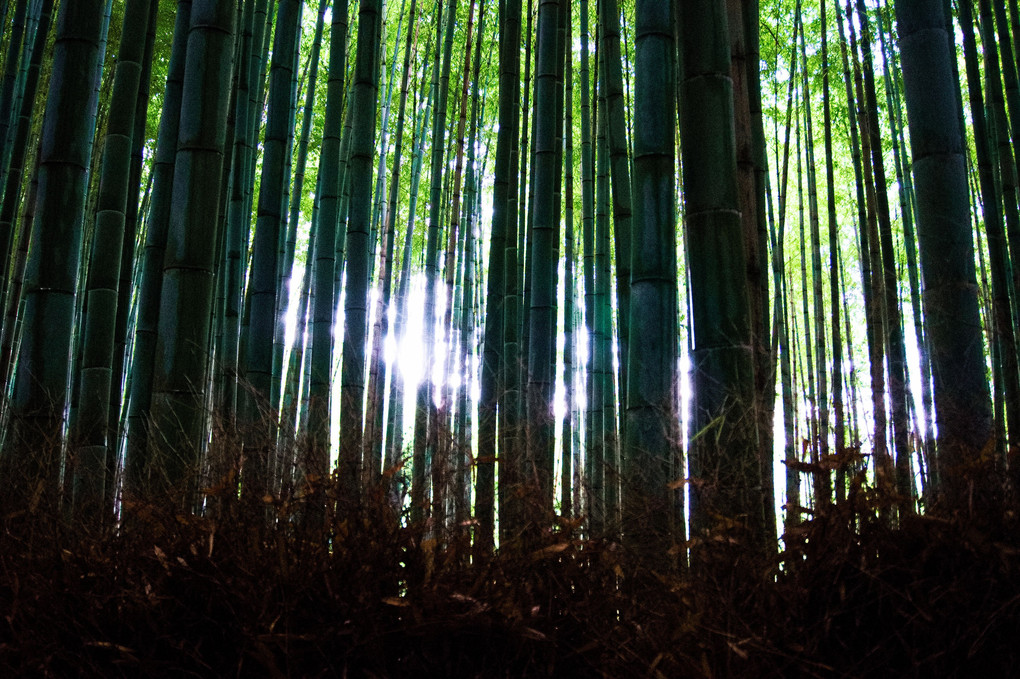 竹林からのこもれび