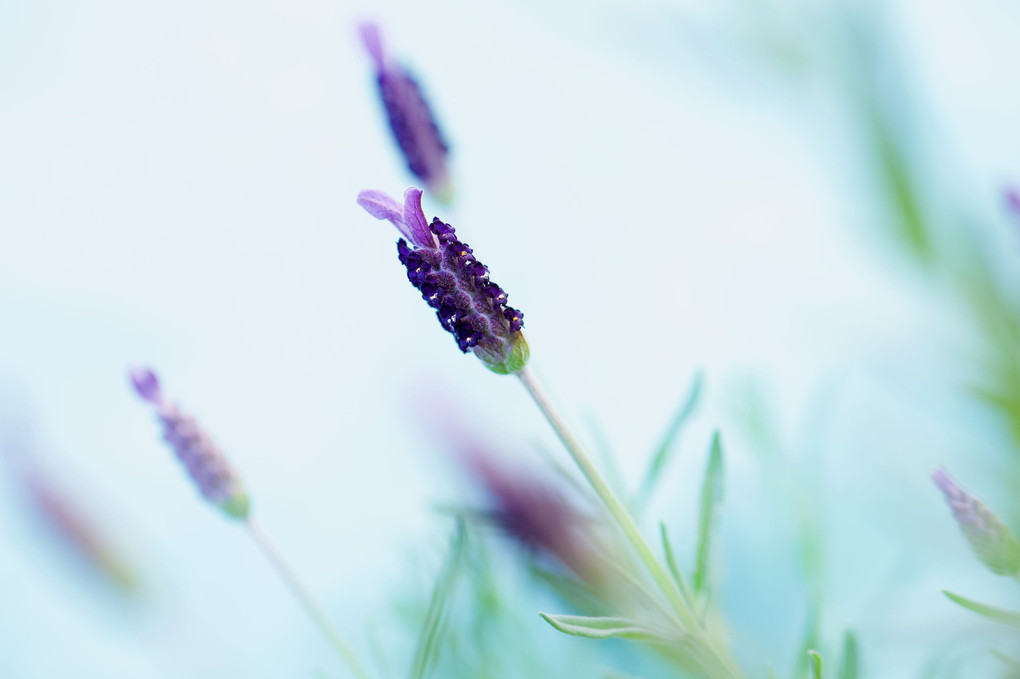 緩やかな季節に。-french lavender-