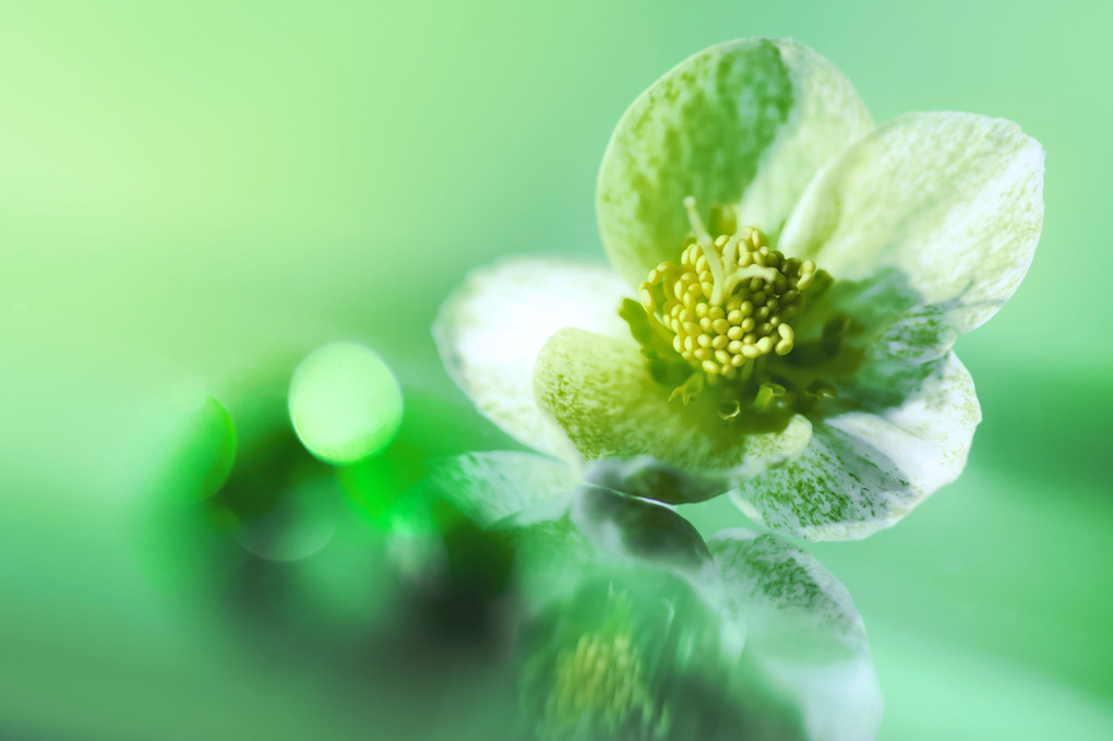 christmas rose in the transparent green
