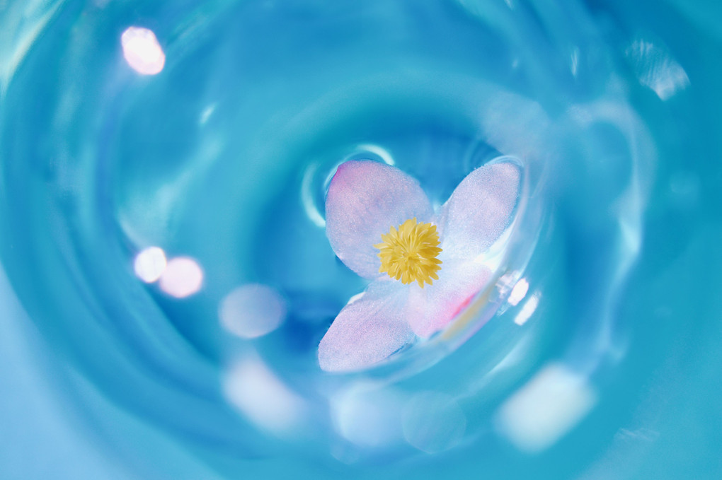 water slide -ベゴニアの花-