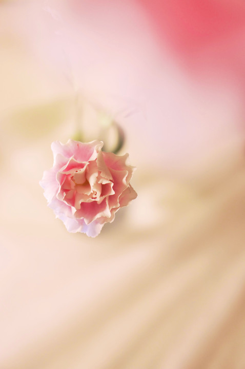 sweets color -pink carnation-