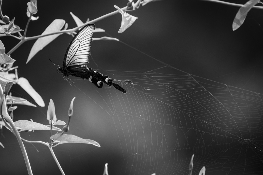 蜘蛛の巣と蝶