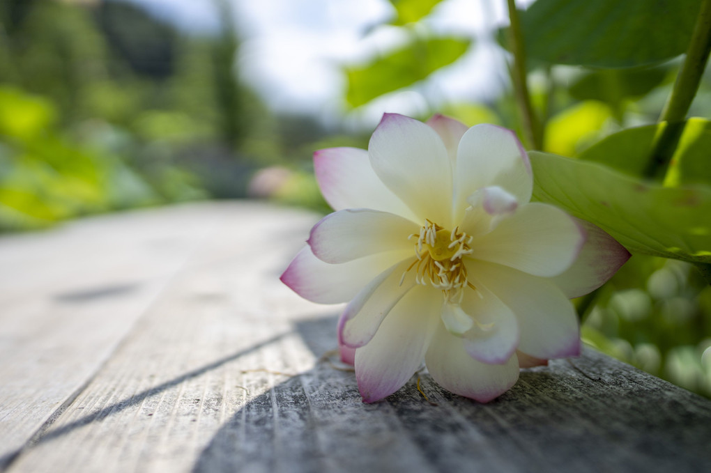 倒れし花