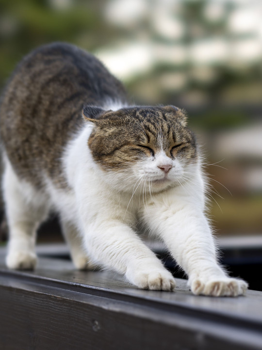 んーっ！　おはよう。