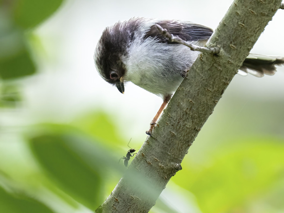 幼鳥の冒険