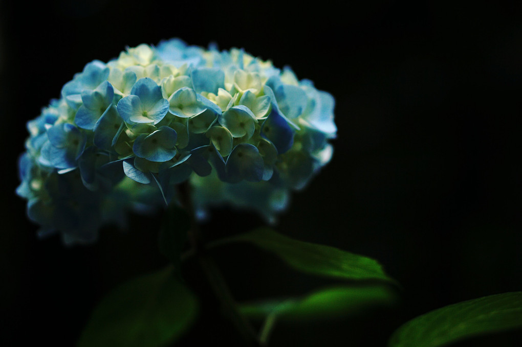 別所沼公園の紫陽花