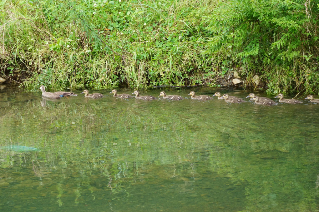 カルガモ親子の移動