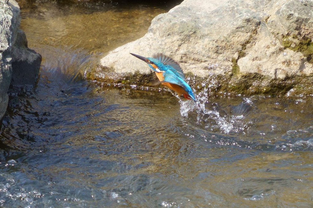 水面から飛び出る