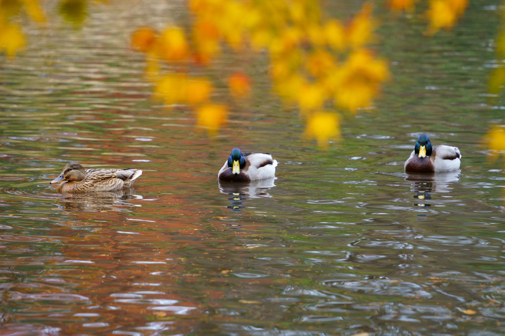 秋の公園