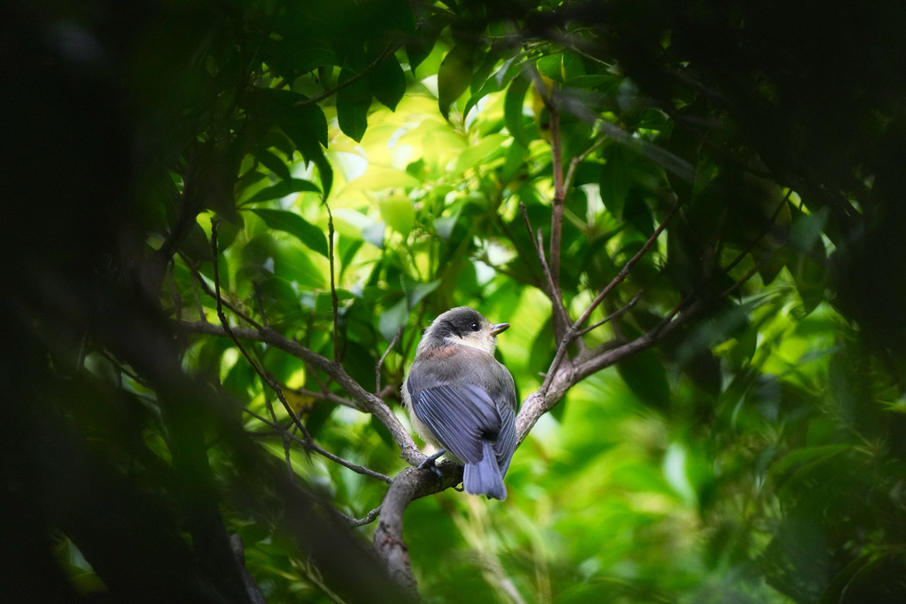 ヤマガラ幼鳥