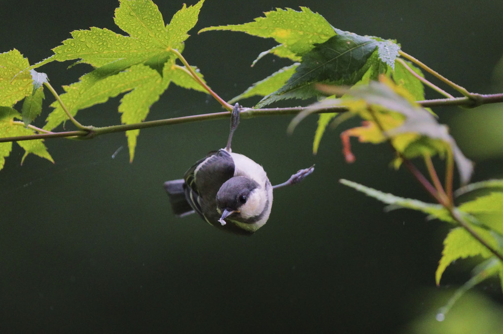 シジュウカラ幼鳥　#シジュウカラ#