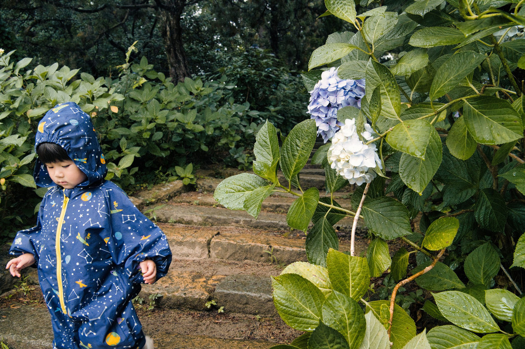 雨の神社でカッパの娘と紫陽花