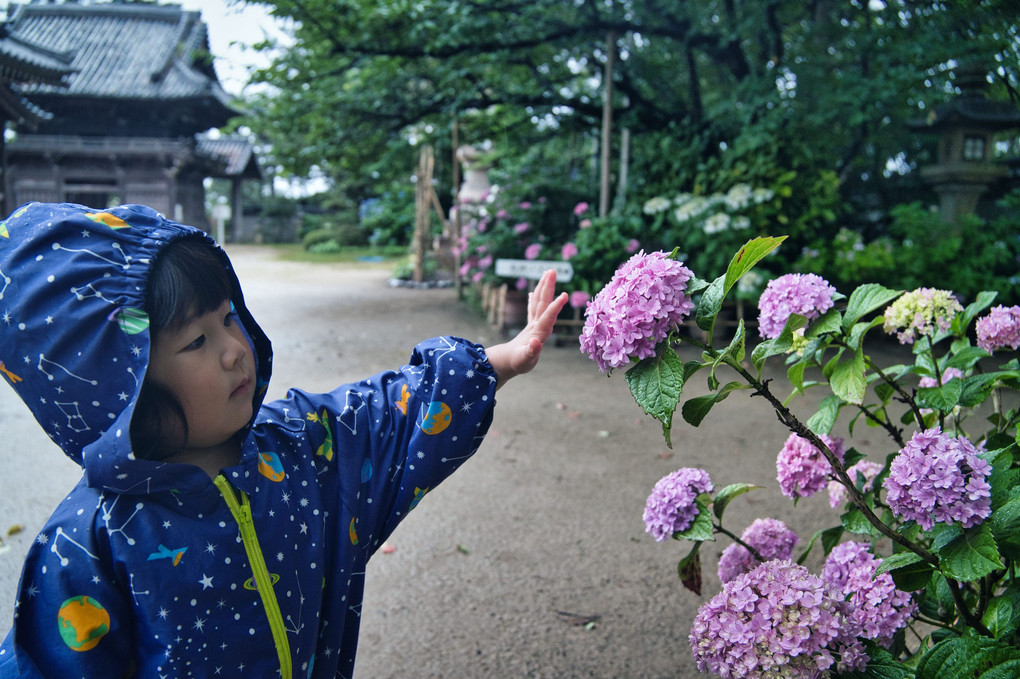 雨の神社でカッパの娘と紫陽花