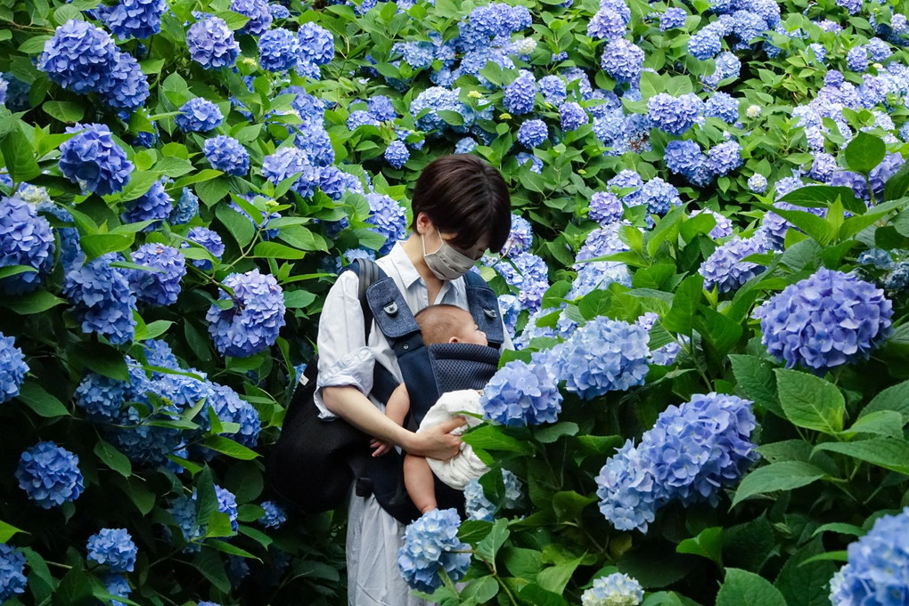 紫陽花と赤ちゃん