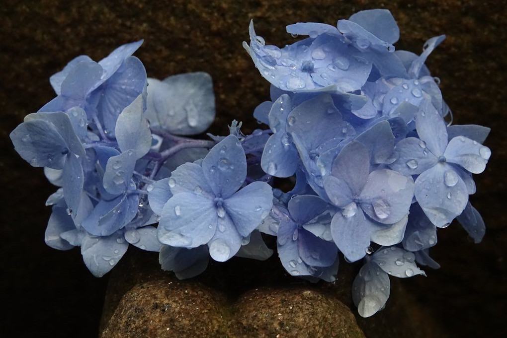 朝露の紫陽花