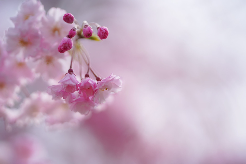 わたなべもも先生　春の花撮影会