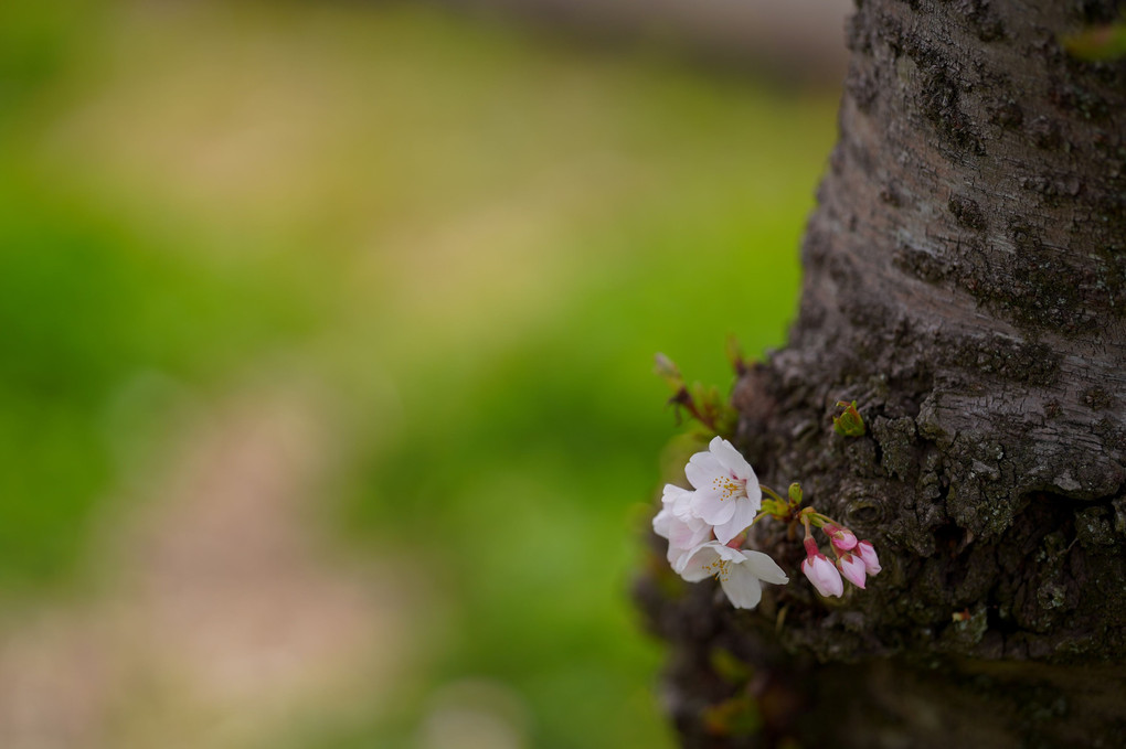 わたなべもも先生　春の花撮影会