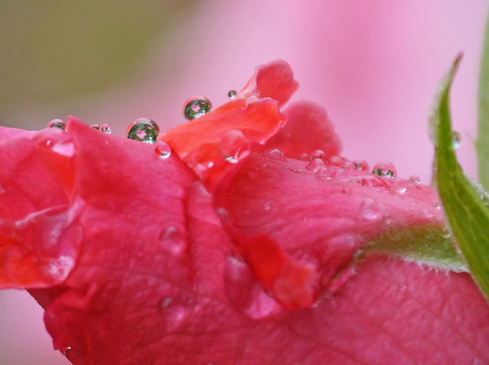 薔薇と水滴