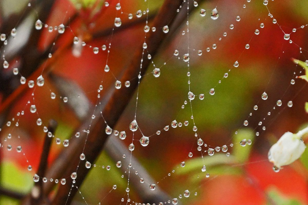 蜘蛛の巣の水滴