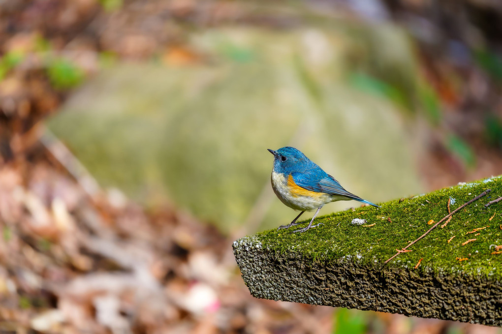 幸せの青い鳥 #ルリビタキ#