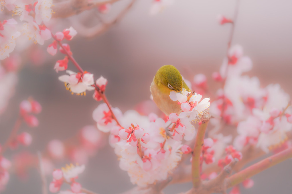 梅花と目白