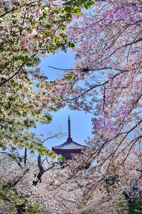 桜と五重の塔