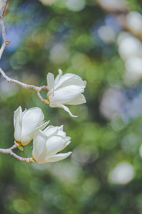 清廉な白い花　満開のハクモクレン