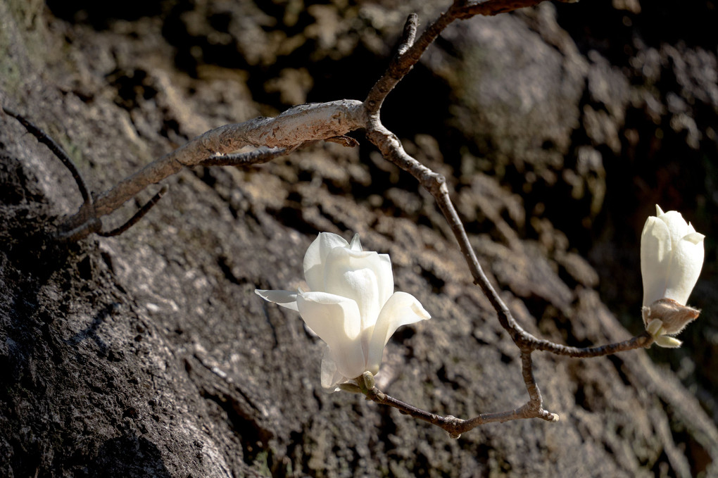 清廉な白い花　満開のハクモクレン