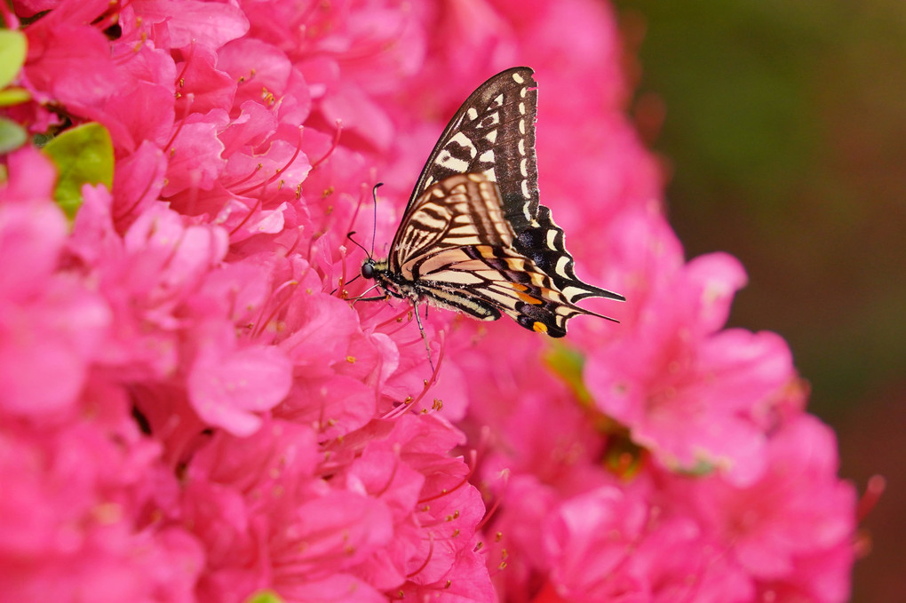 アゲハ蝶も春を楽しむ