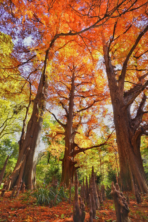 巨木の紅葉　ラクウショウとメタセコイア