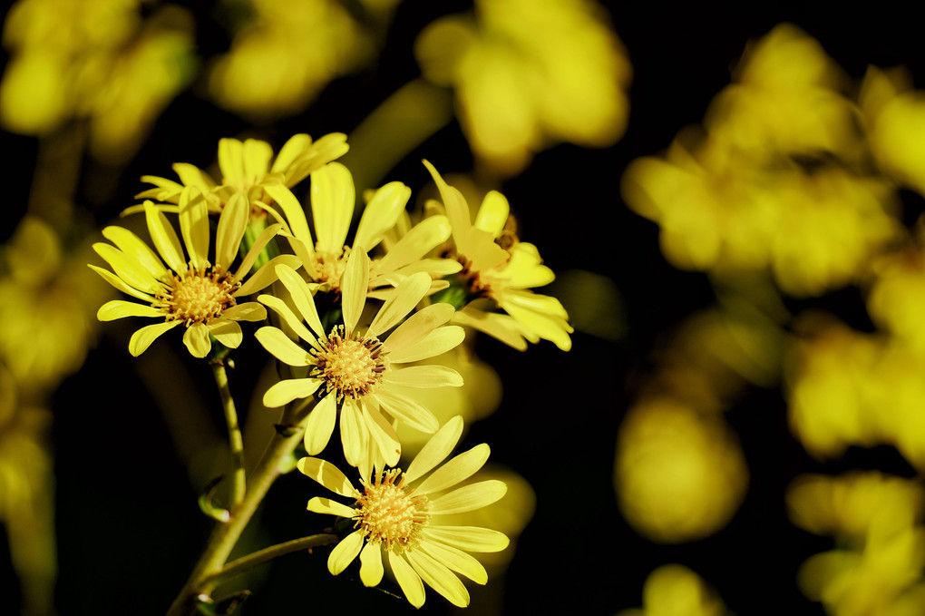 晩秋の花　サザンカとツワブキ