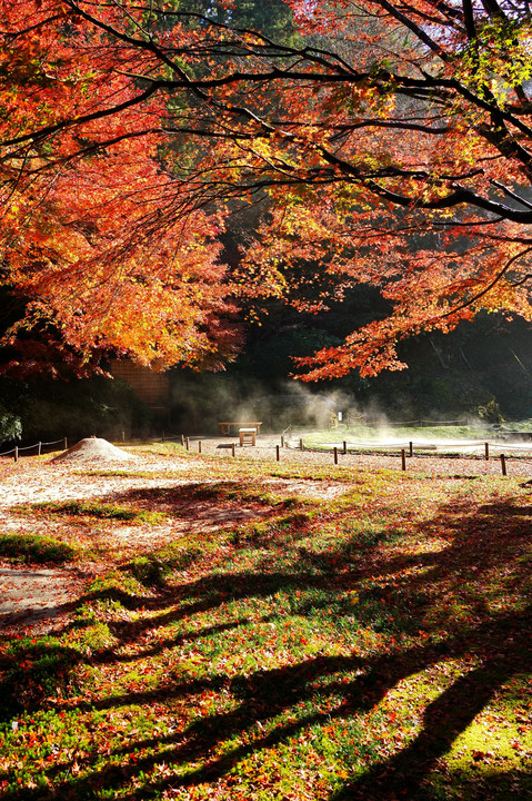 紅葉朝景色