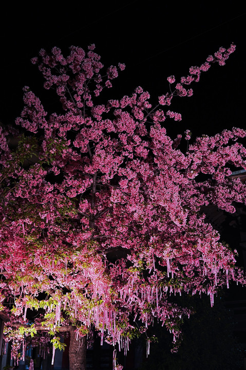 夜の桜神宮
