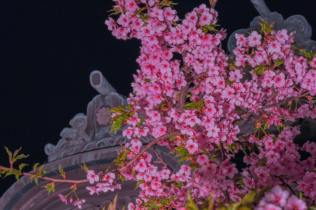夜の桜神宮