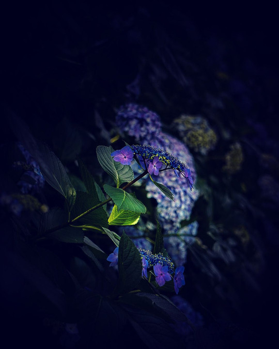 青紫紫陽花