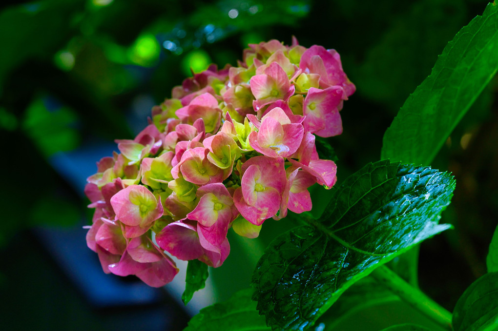 今年も我が家の紫陽花が咲き始めました