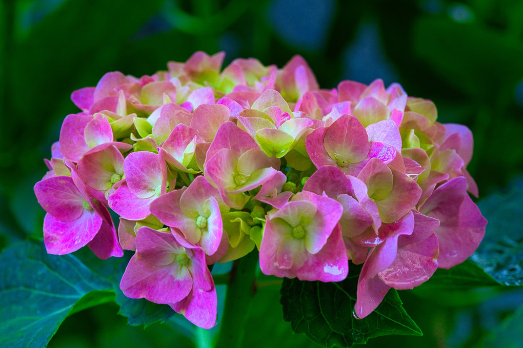 今年も我が家の紫陽花が咲き始めました