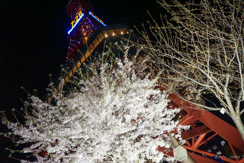 麓の夜桜