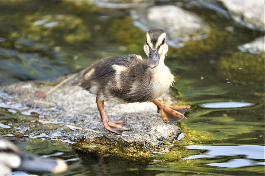 カルガモ子育てに夢中