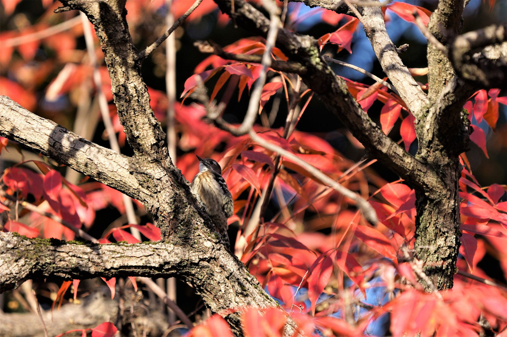 真っ赤な紅葉を背負ったコゲラ
