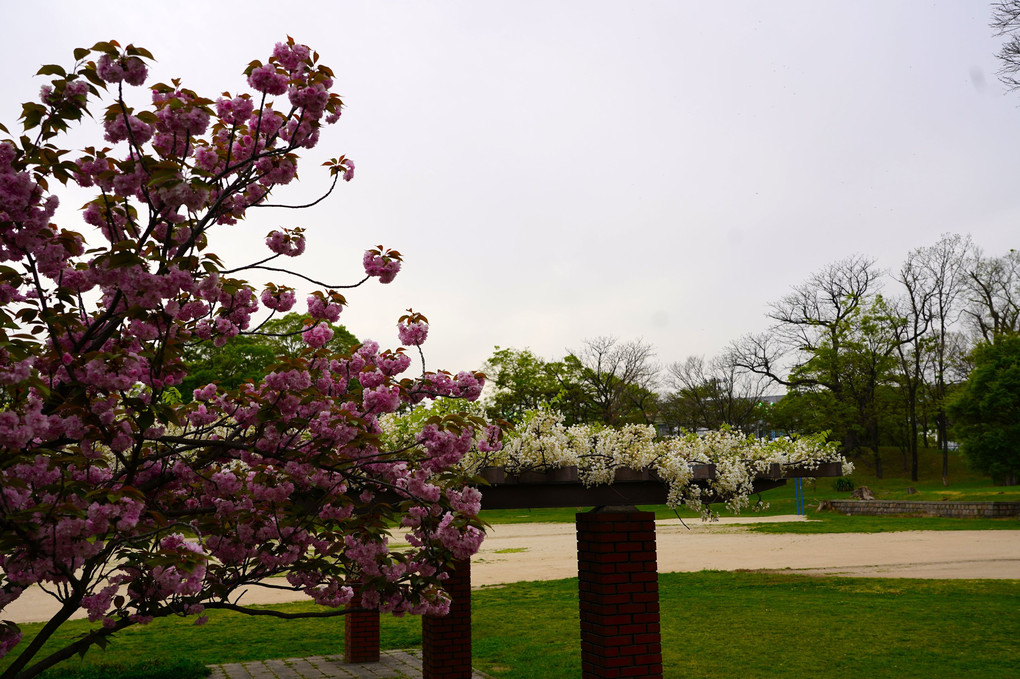 近くの公園の藤棚と八重桜